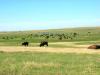 PICTURES/Badlands National Park/t_Buffalo6.JPG